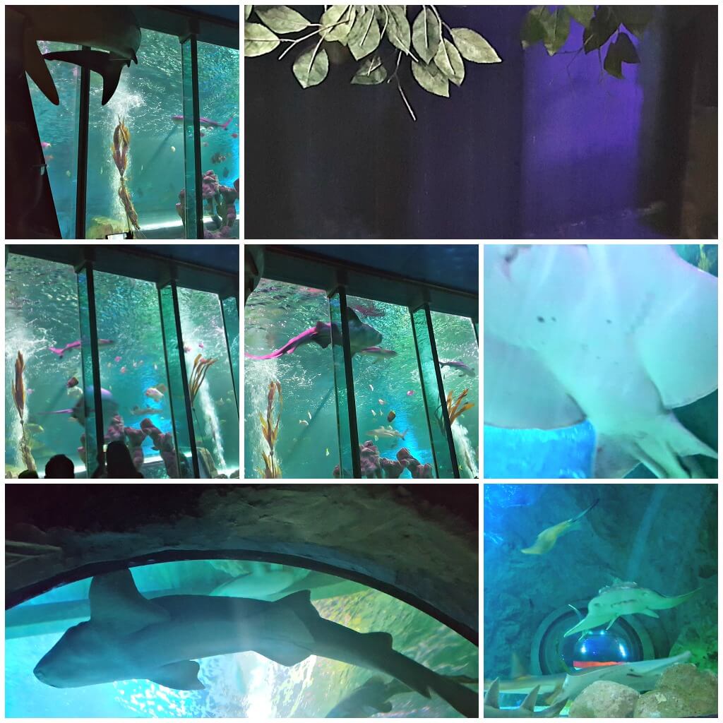 blackpool really does have it all part 2 pictures of sealife blackpool