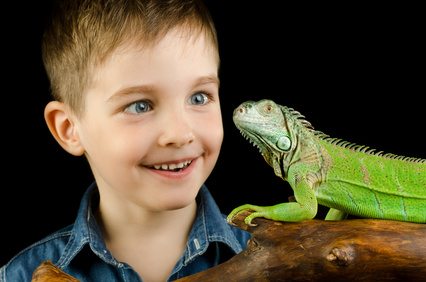 fun pets for the fammily boy looking at a lizard