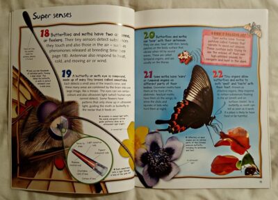 100 facts about butterflies and moths page illustrations