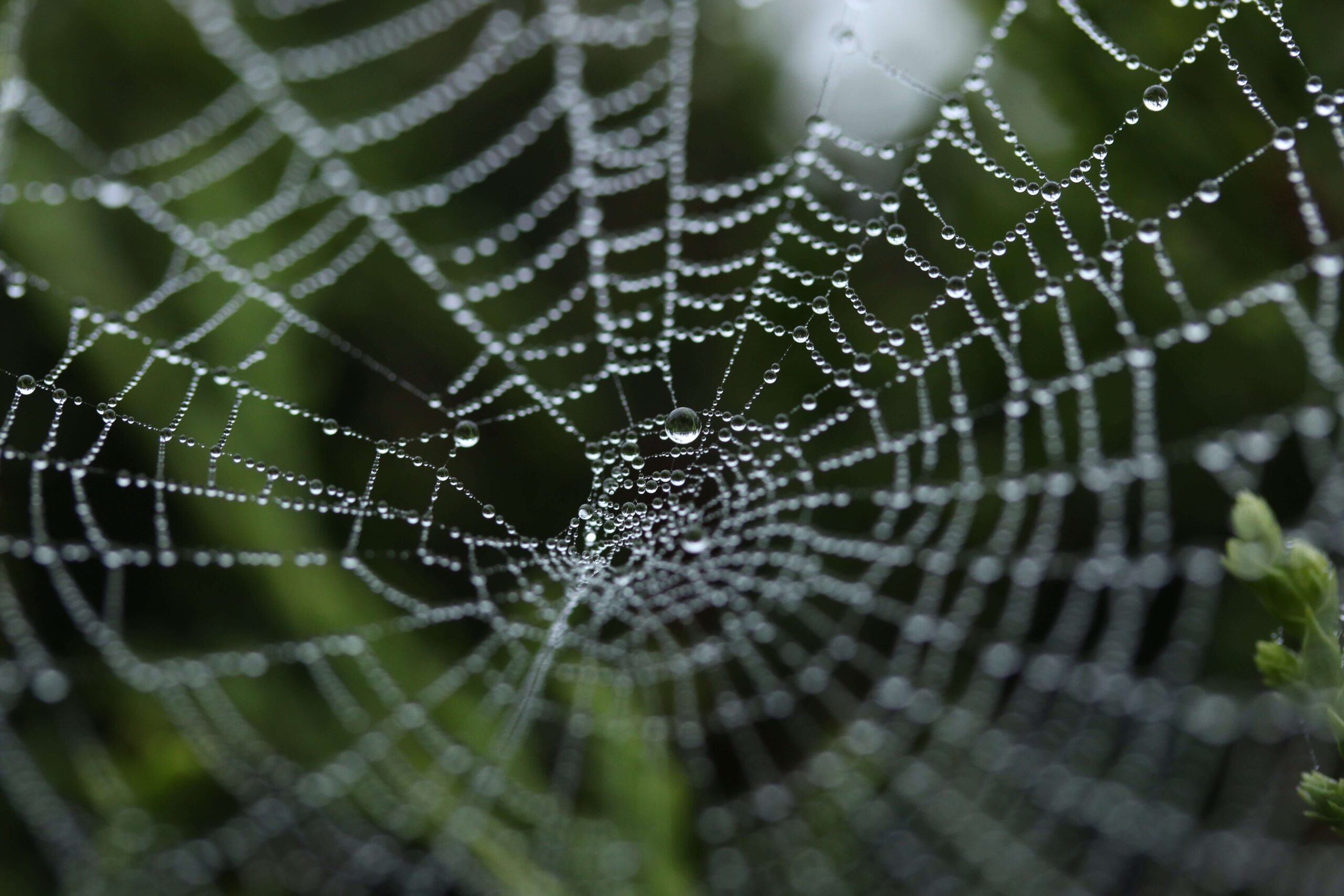 the spider, the web and me in a post for my writing journey