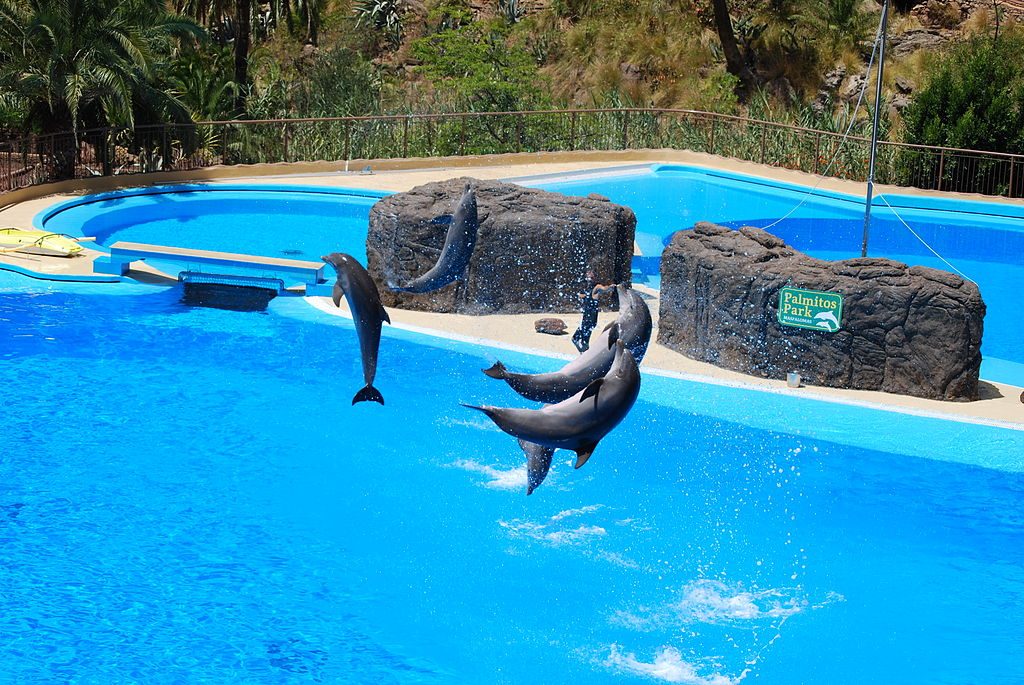 dolphin show at palmitos park