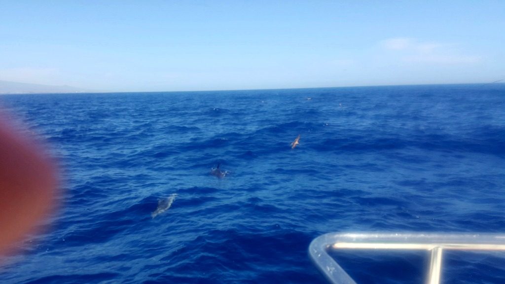 dolphins in the sea taken from family holiday pictures