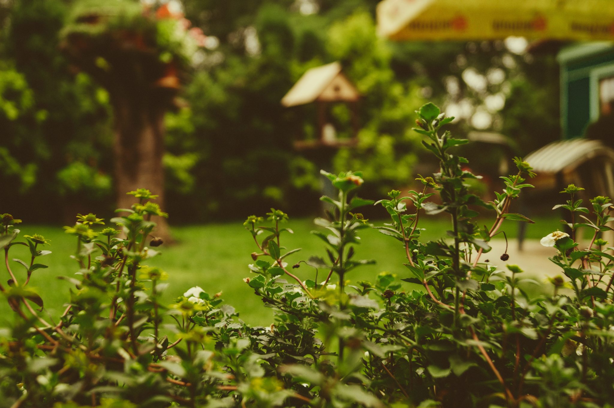 grass and flowers in a contemporary garden