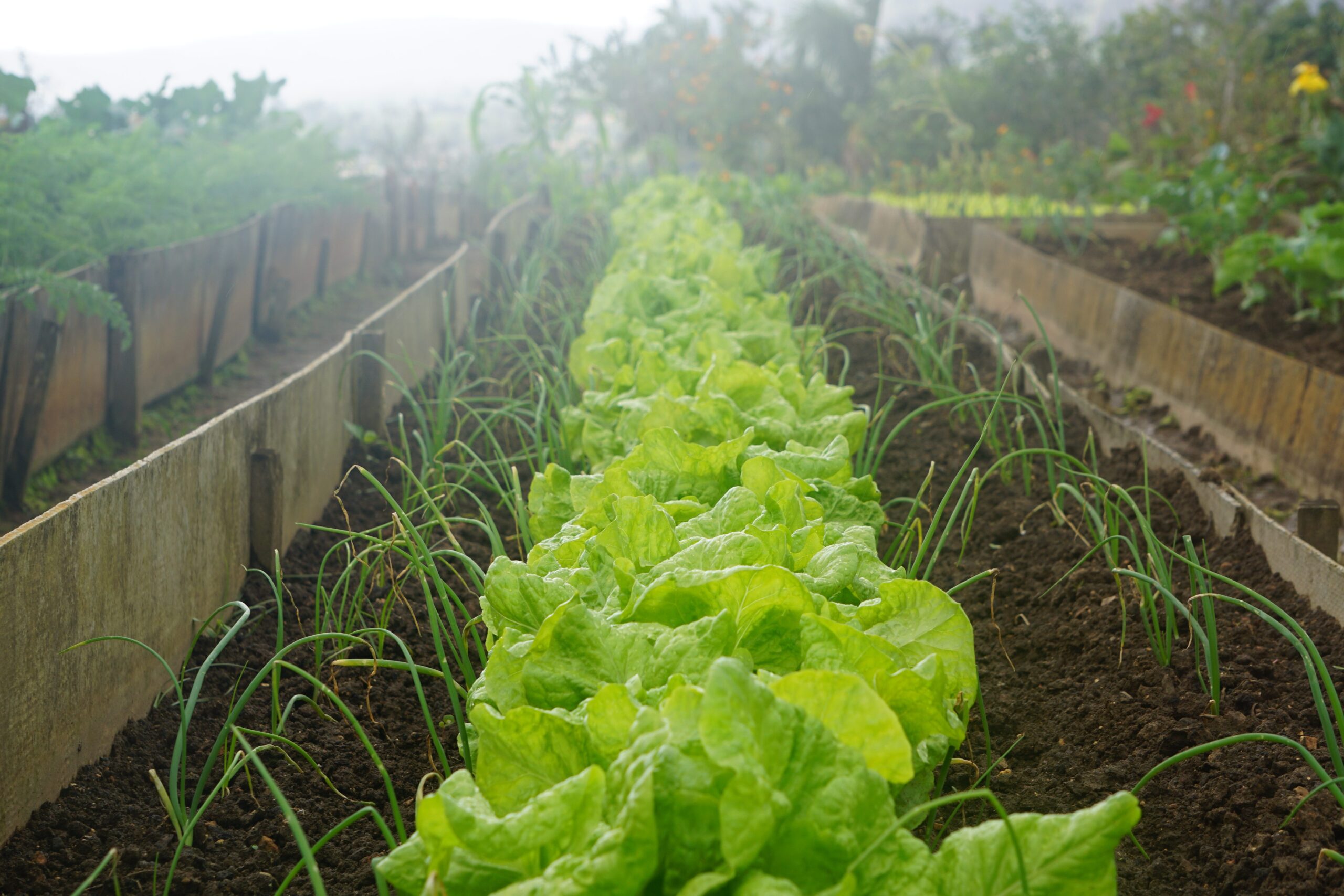 6 Fall Veggies To Grow Now
