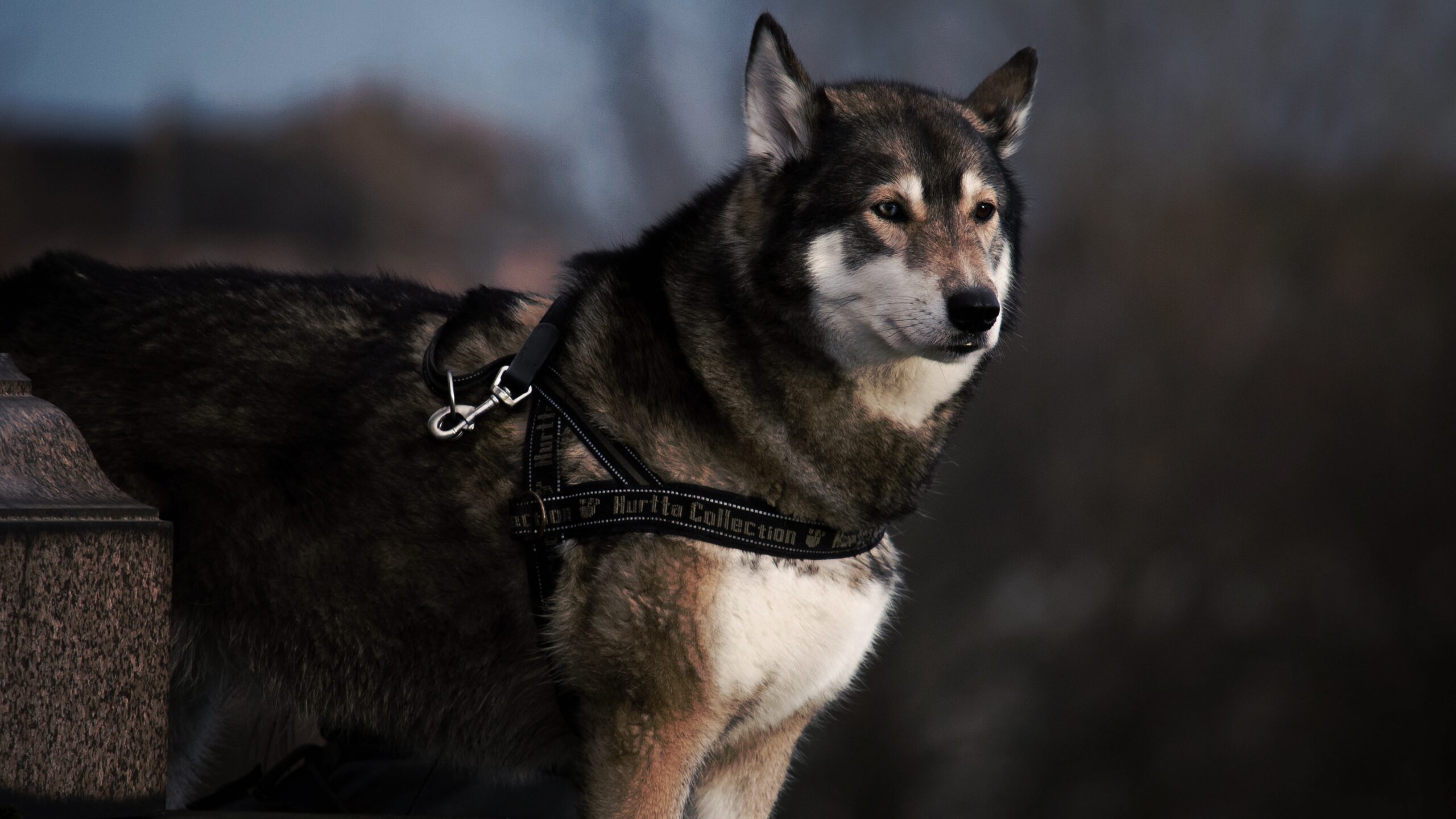 Things To Consider When Getting A Service Dog For Anxiety