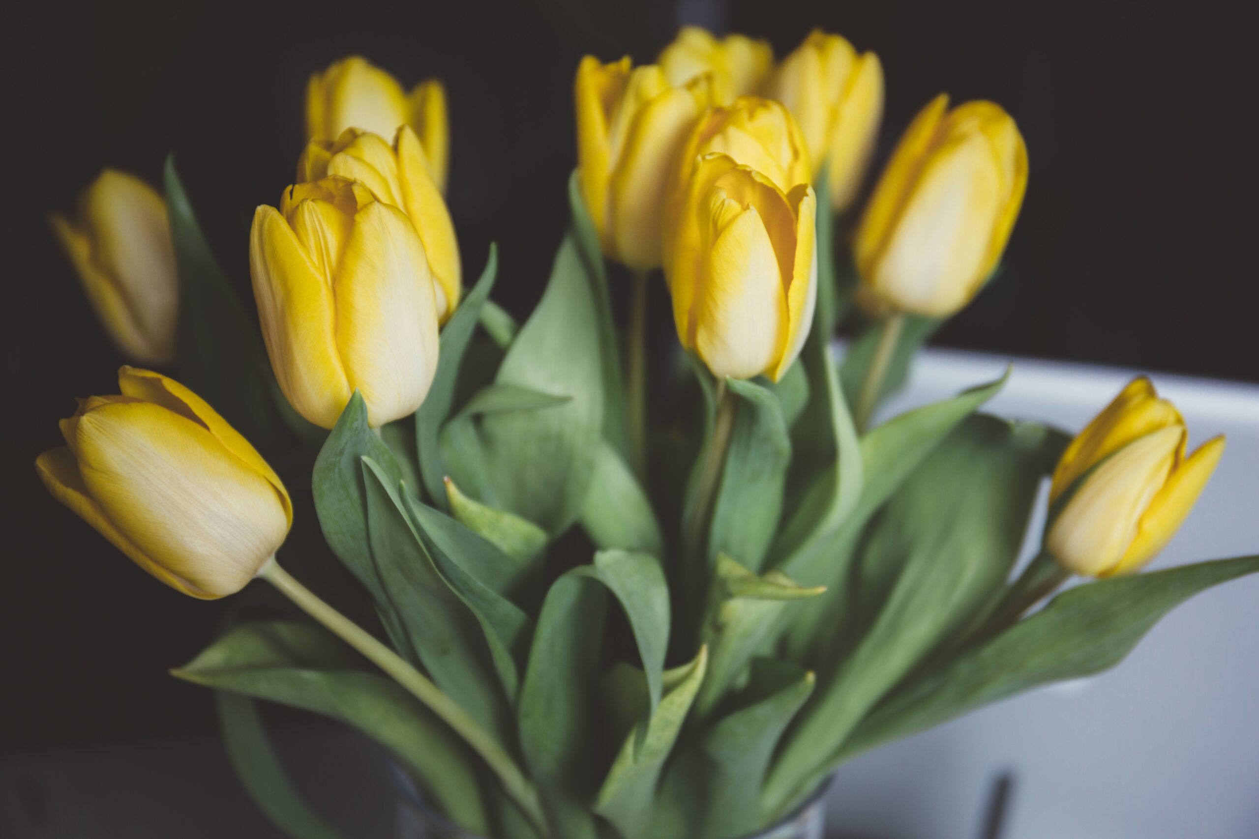 yellow tulips