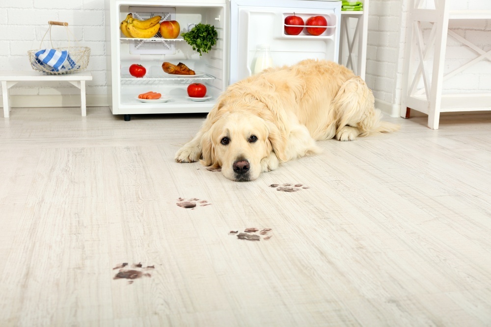 a dog lying on the floor in front of an open fridge with muddy footprints on the floor
