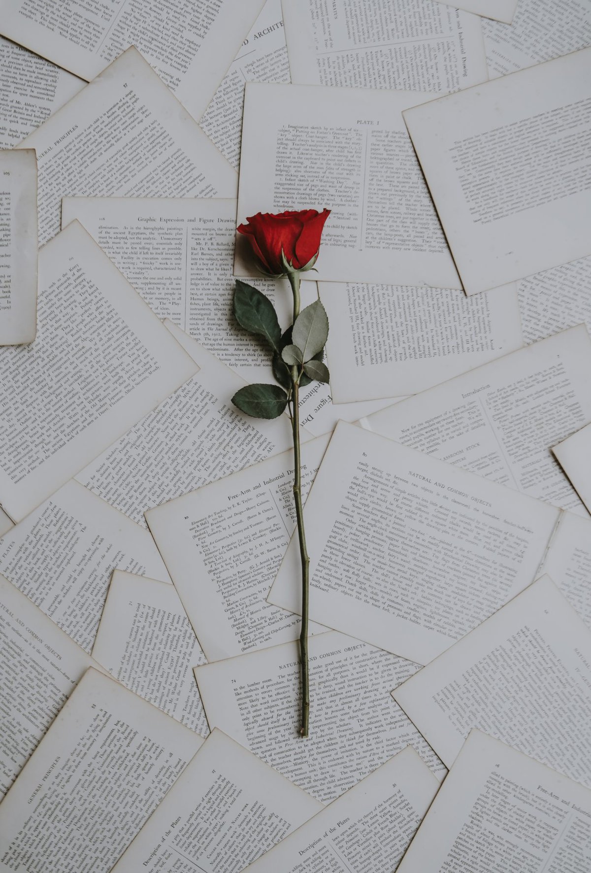 single red rose lying on book pages