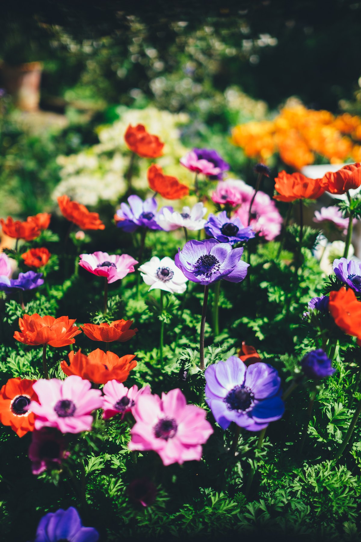 multi coloured plants