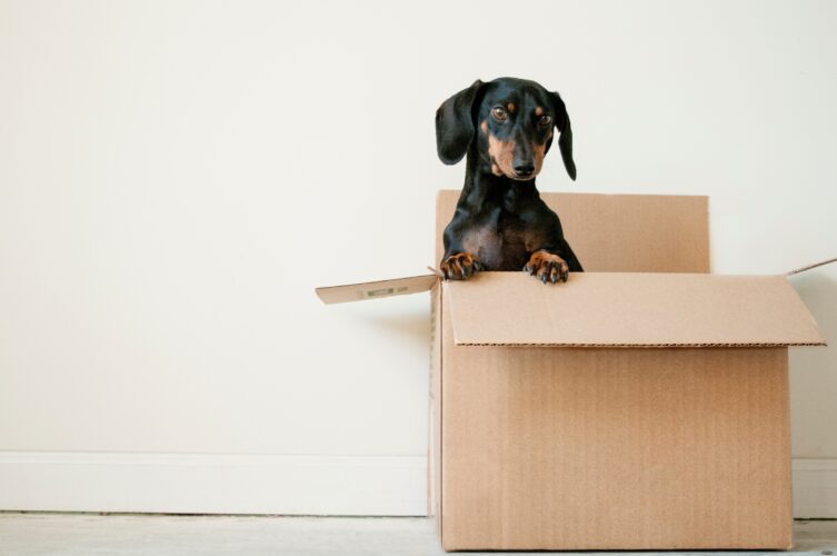 dachshund in a brown box