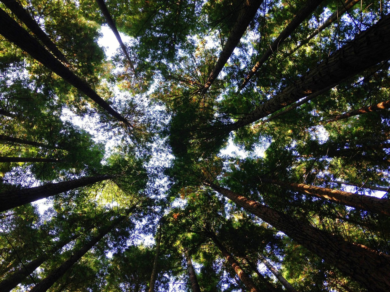 Everyday Changes You Can Make to Help the Environment