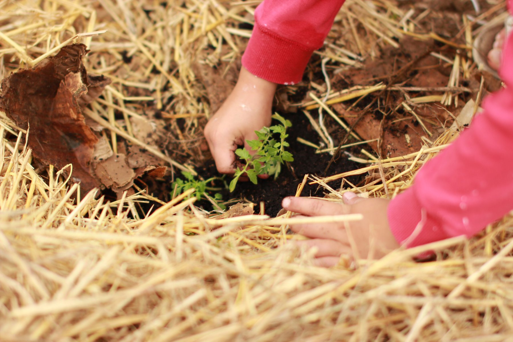 Three Child-friendly Crops To Grow With Your Kids