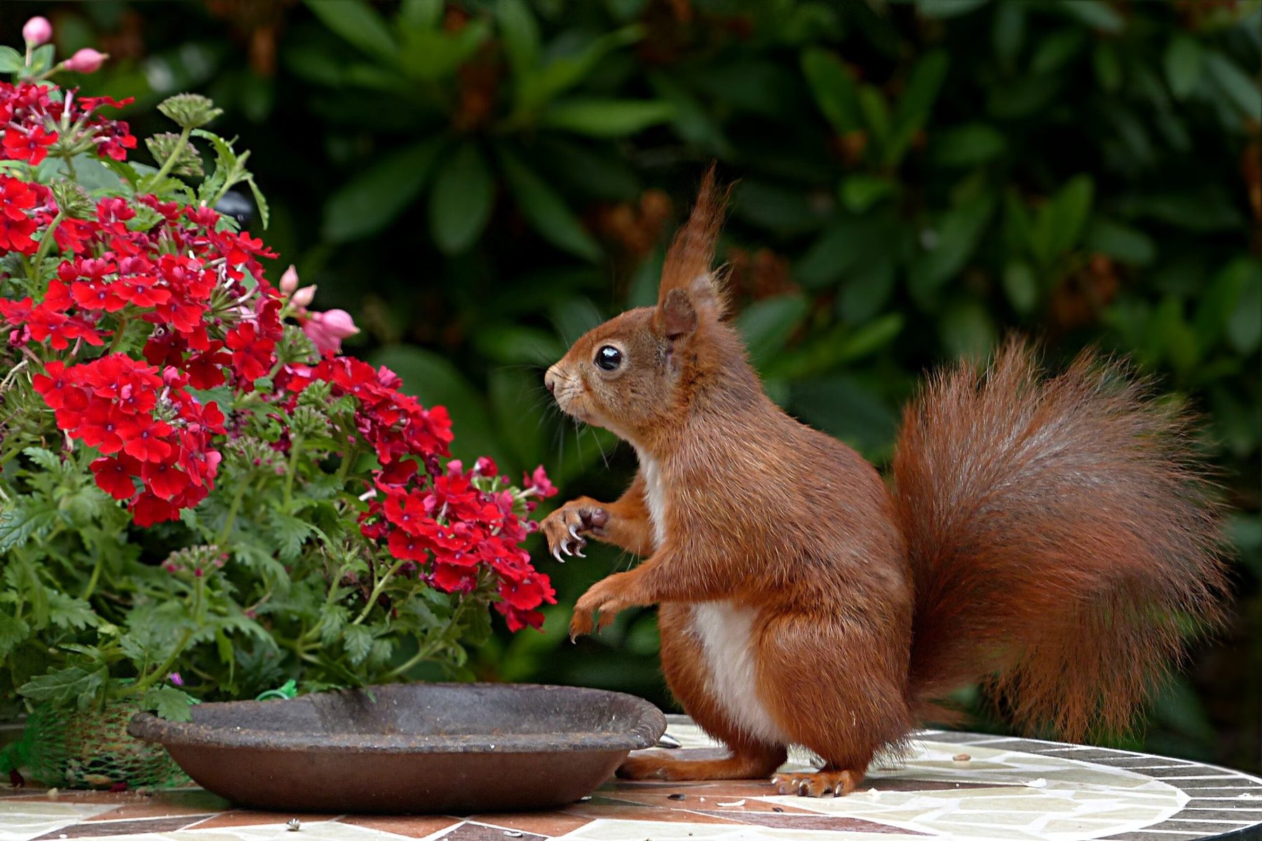 squirrel next to red flowers