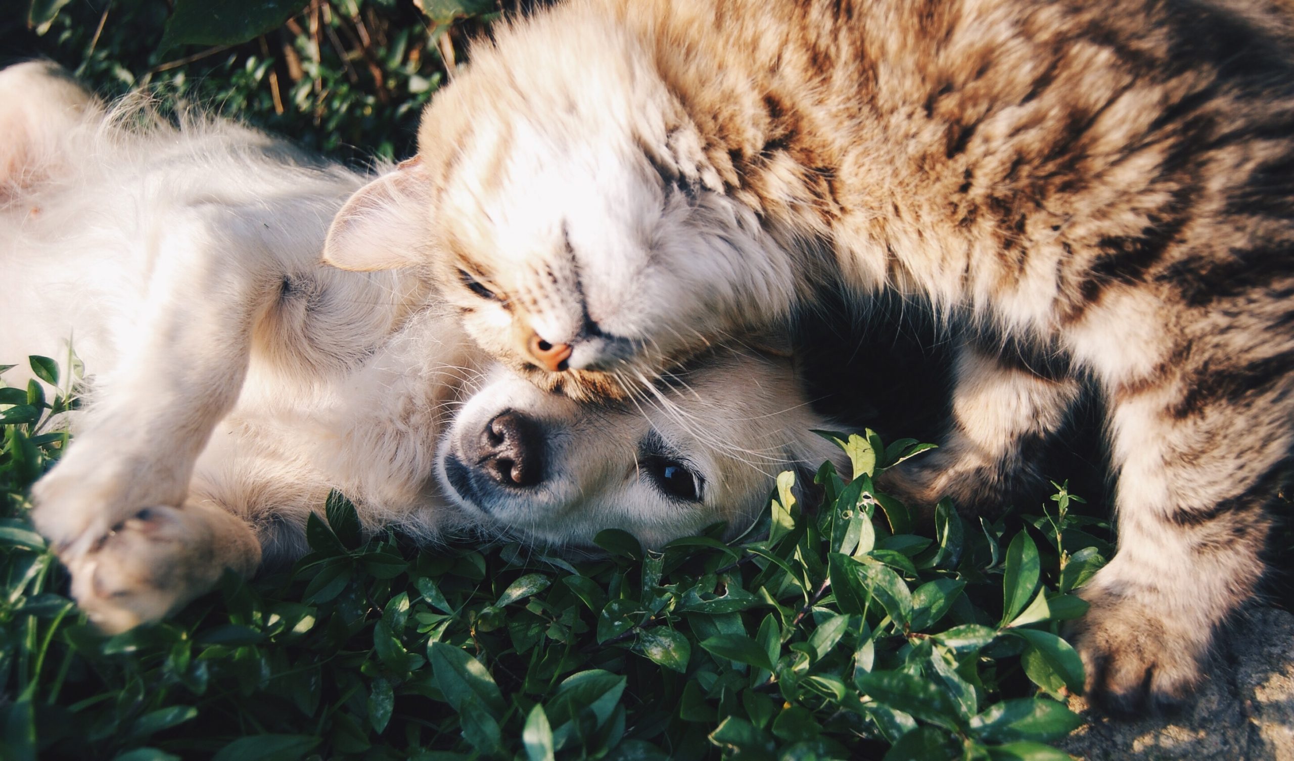 How to Make Sure you Have a Healthy and Happy Dog