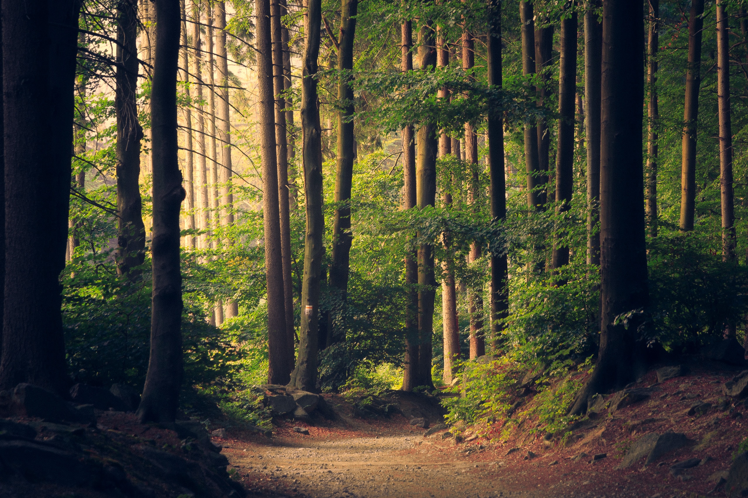 A wooded area in a forest