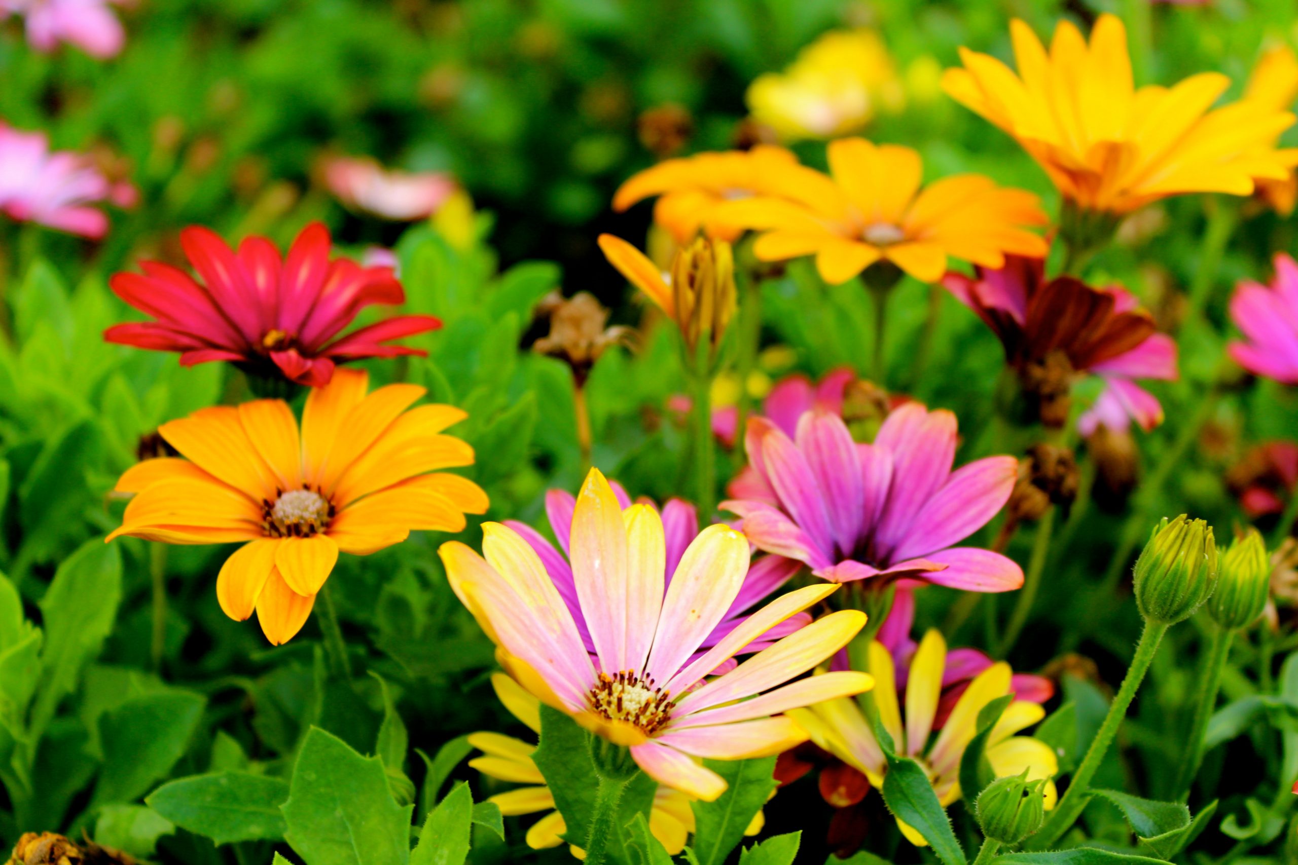clourful flowers in a garden