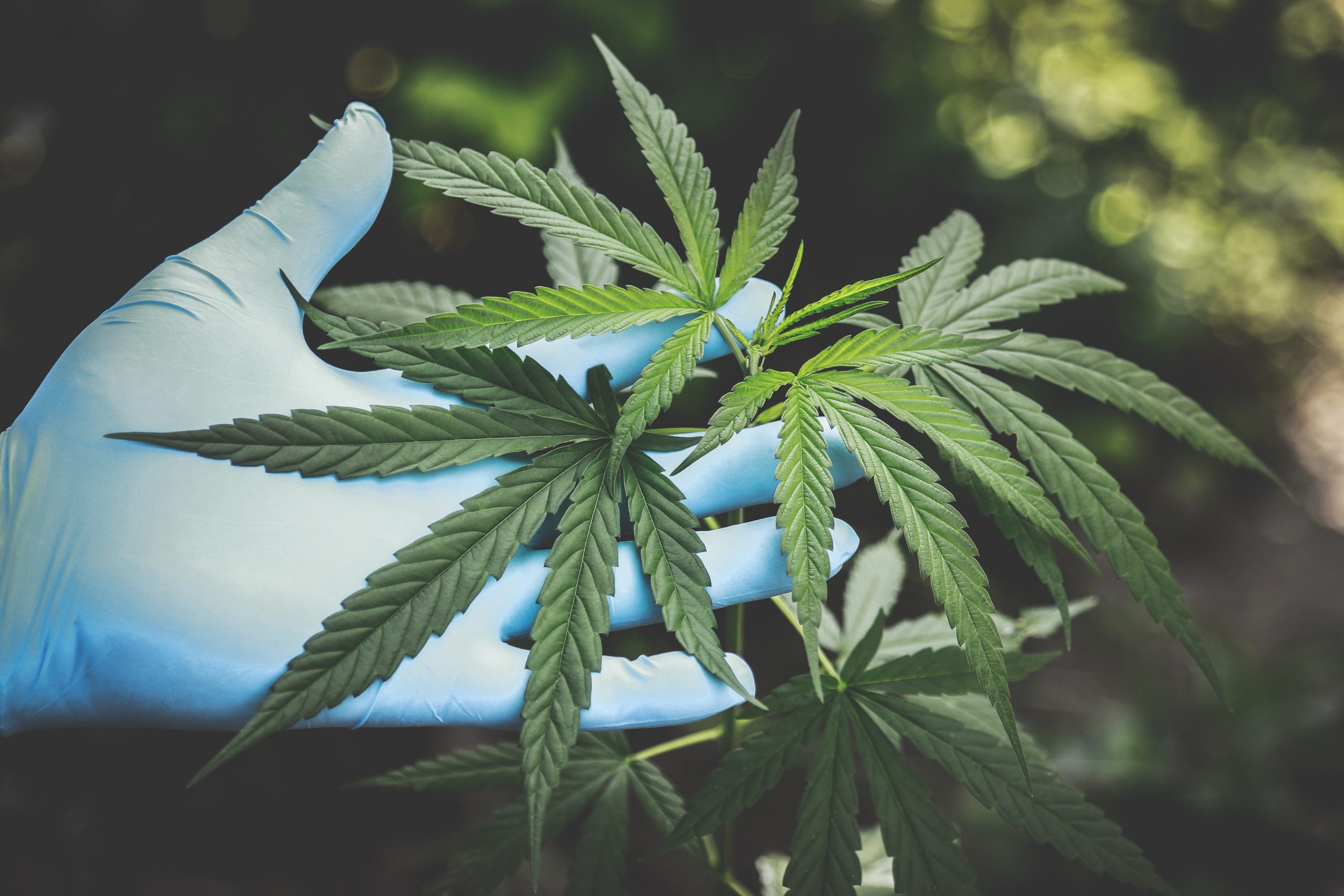 person holding green cannabis plant