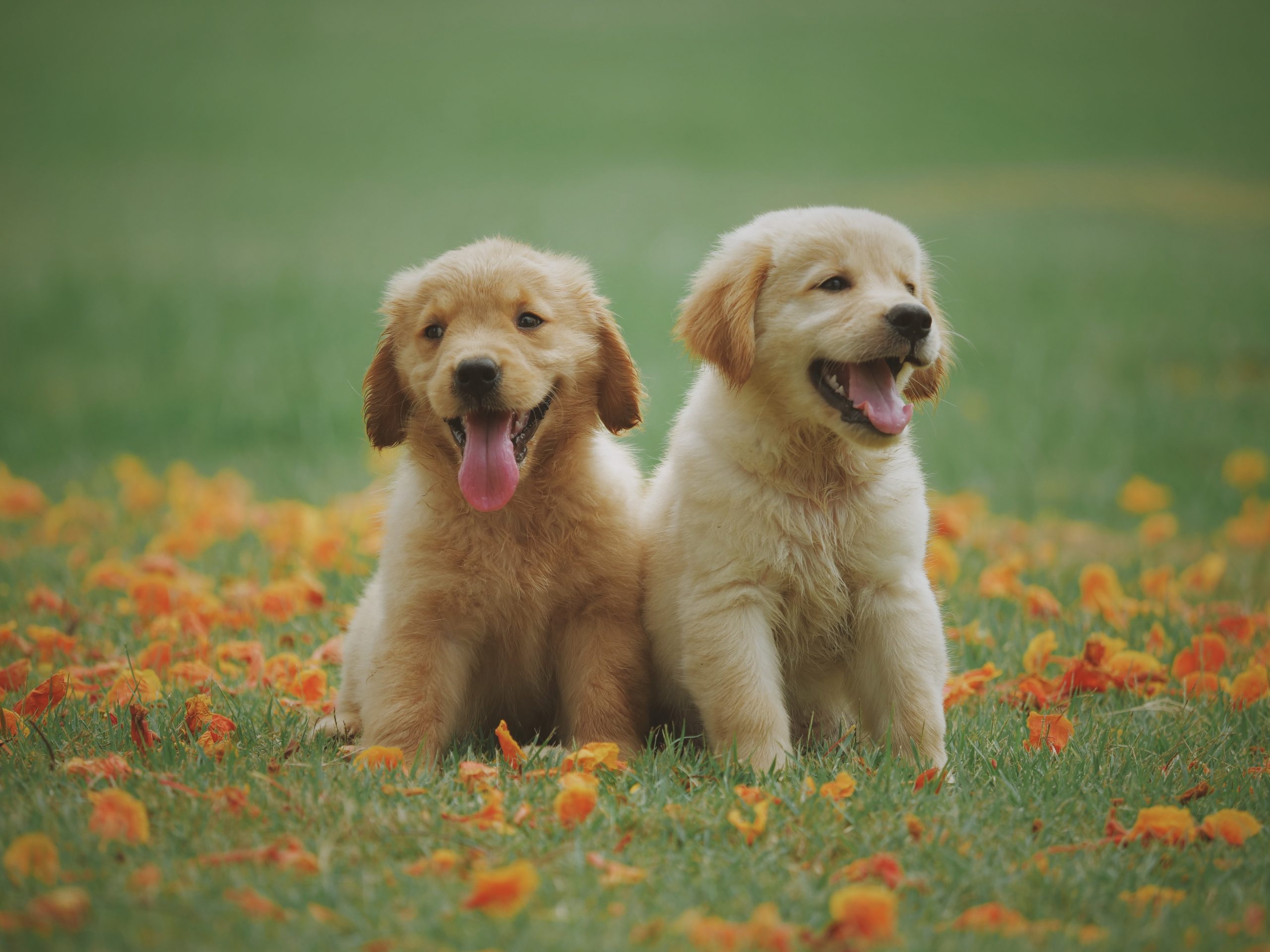 CBD Oil For Dogs: What Are Its Health Benefits? 