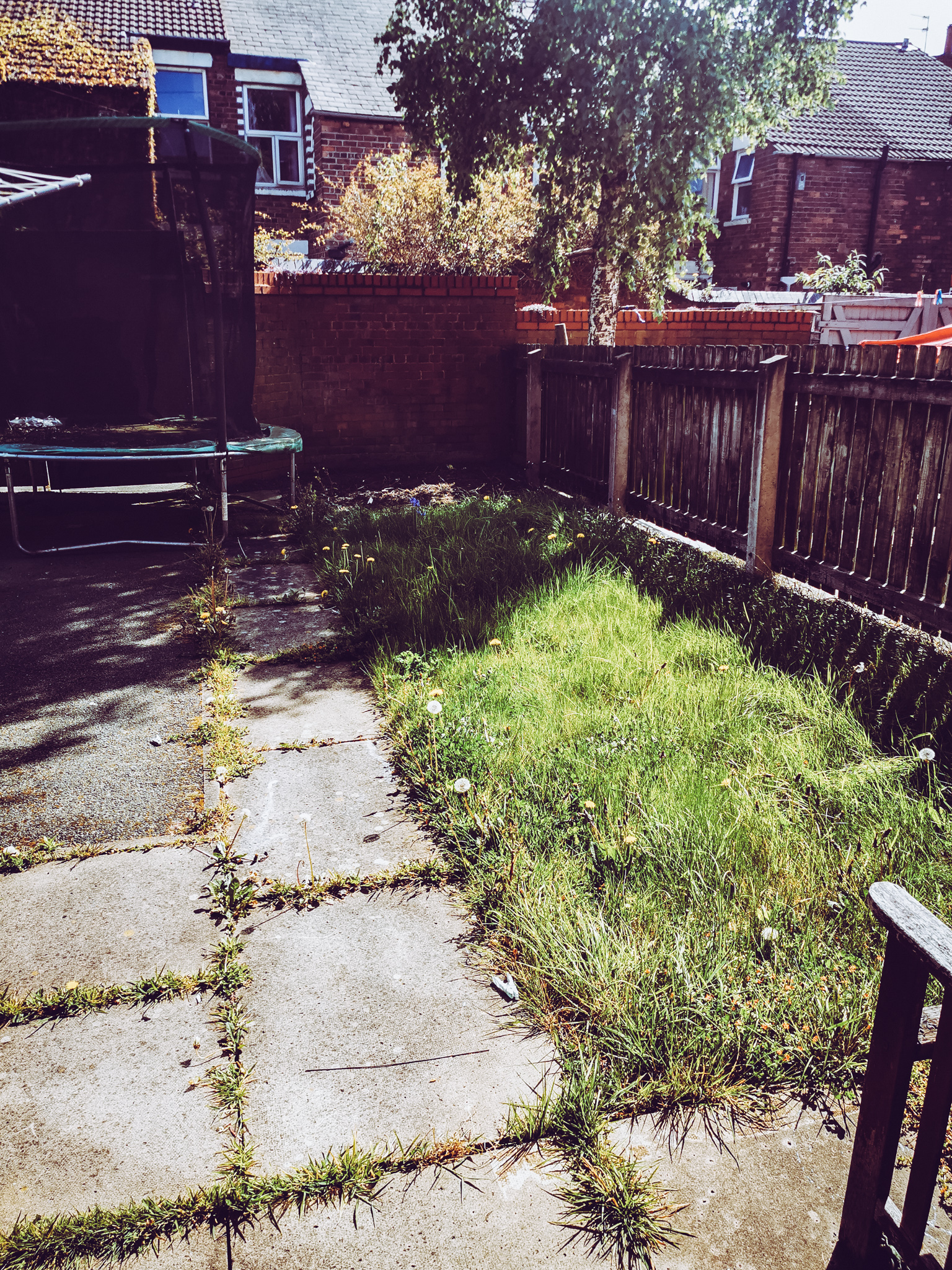 overgrown grass area in a garden
