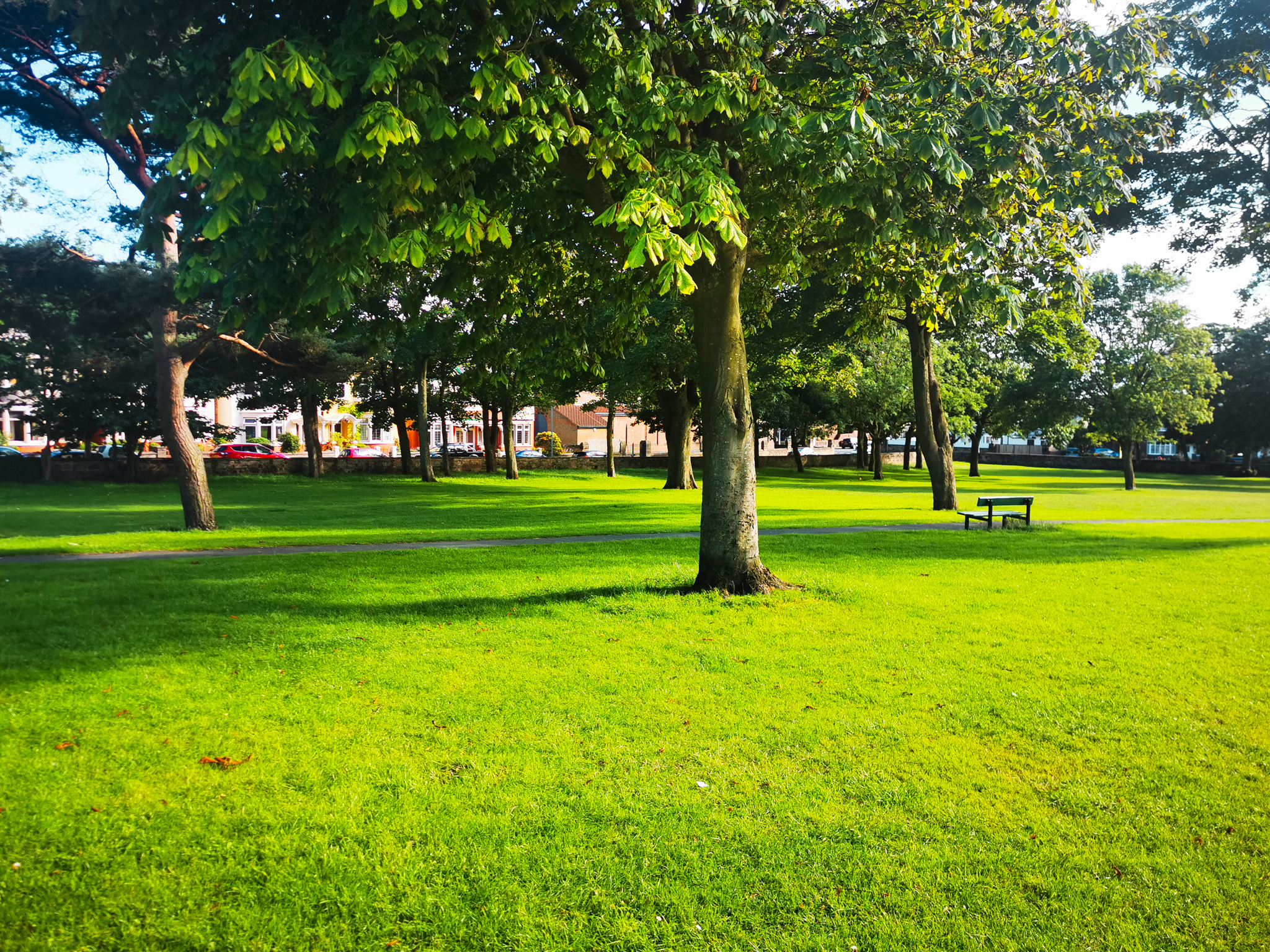 green grass and trees in a local park
