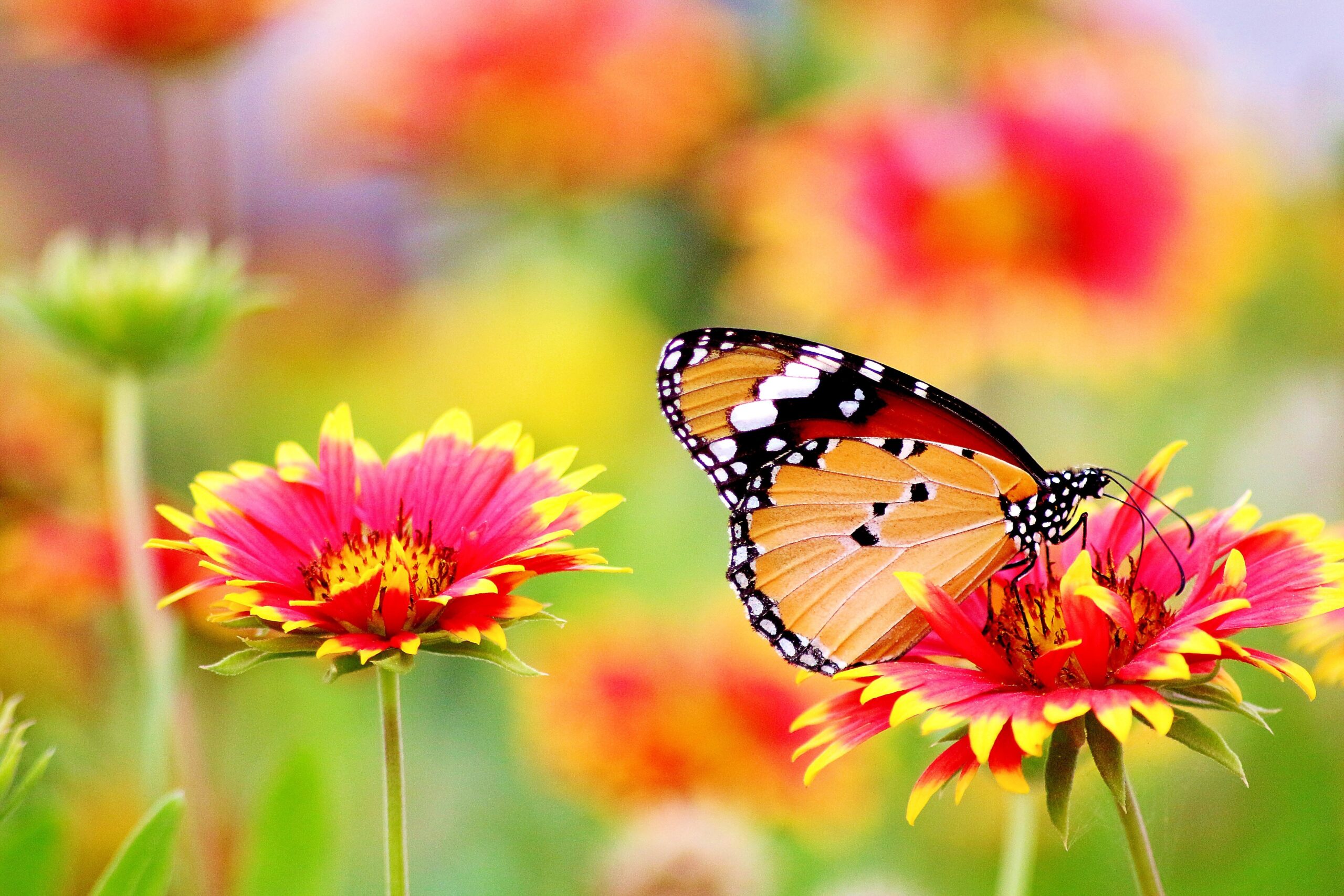 butterfly on orange flowers