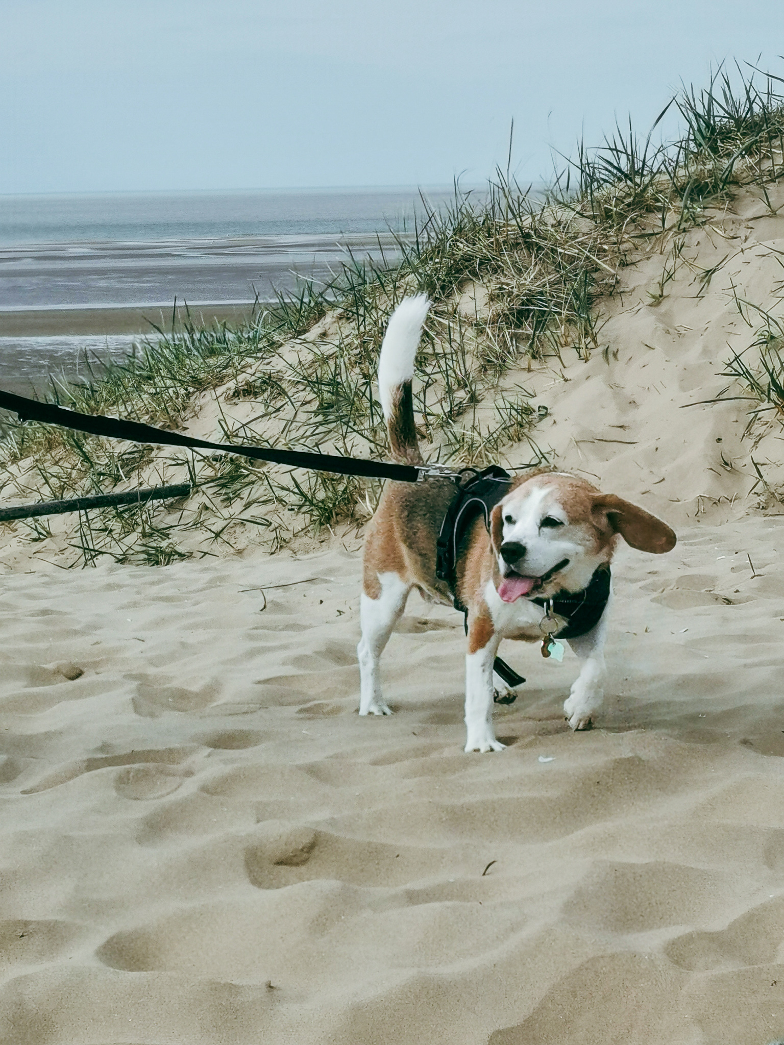 Tips for Pest Control With Dogs