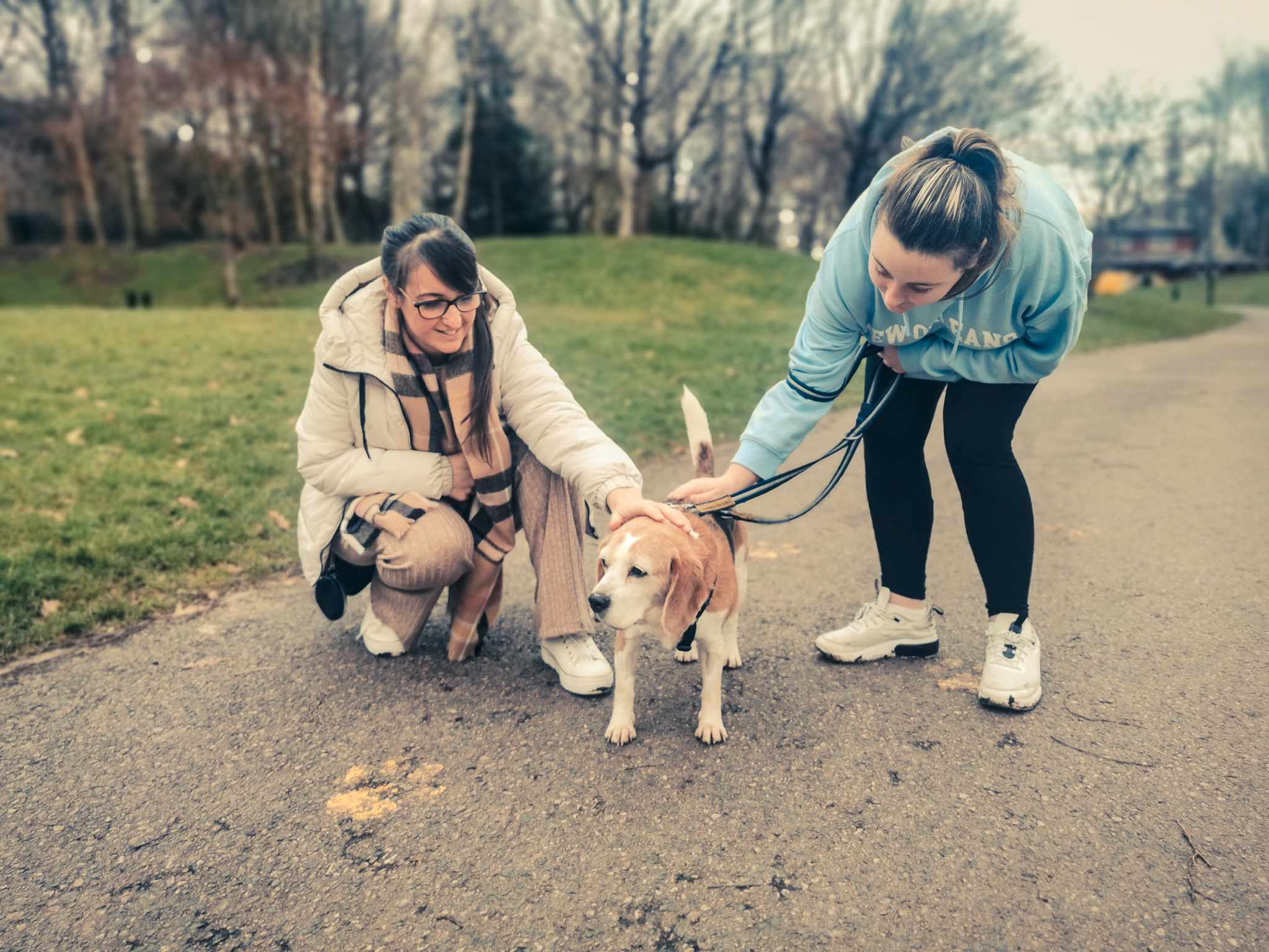 Should You Adopt A Senior Dog?