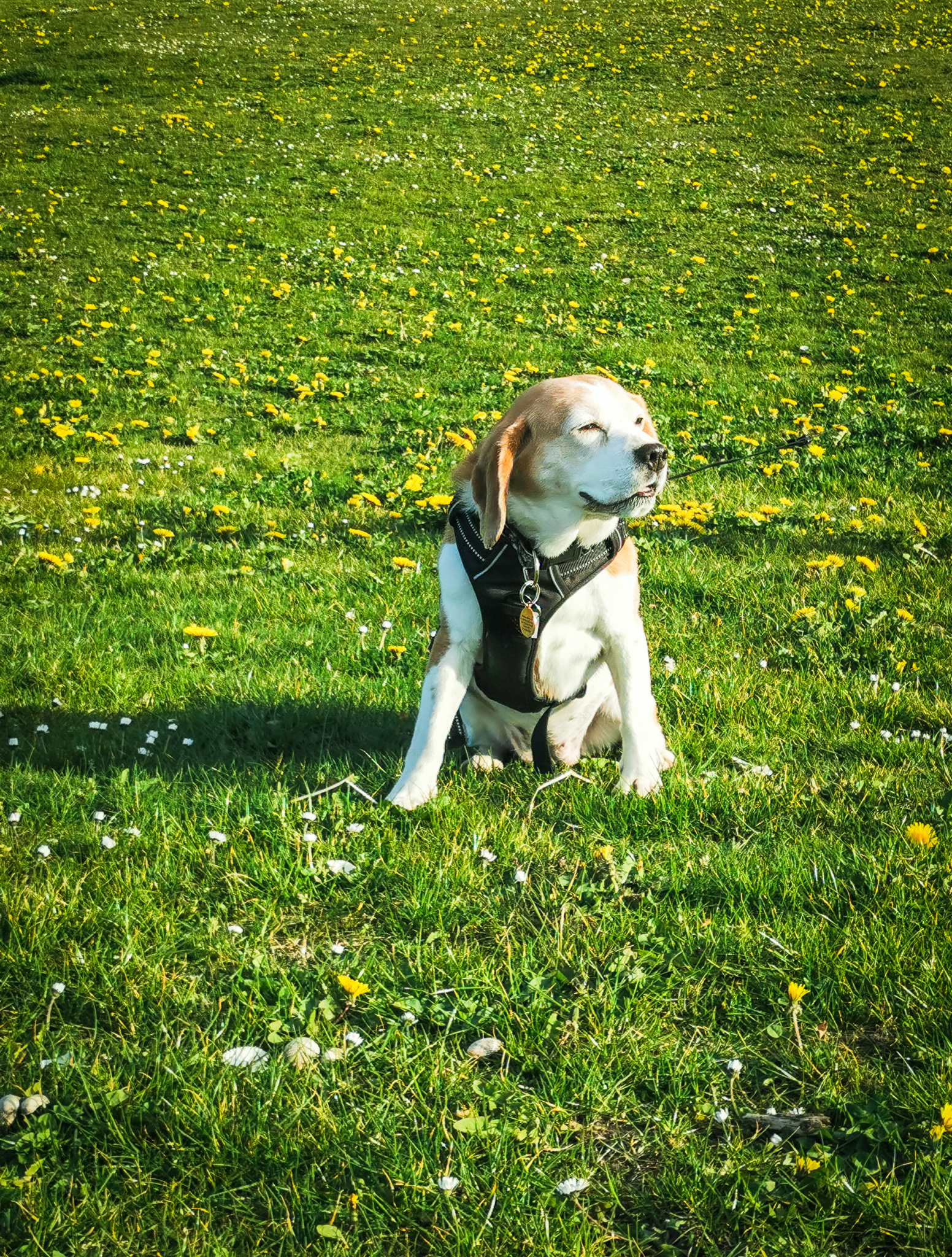 Beagling Adventures and Dog Walks