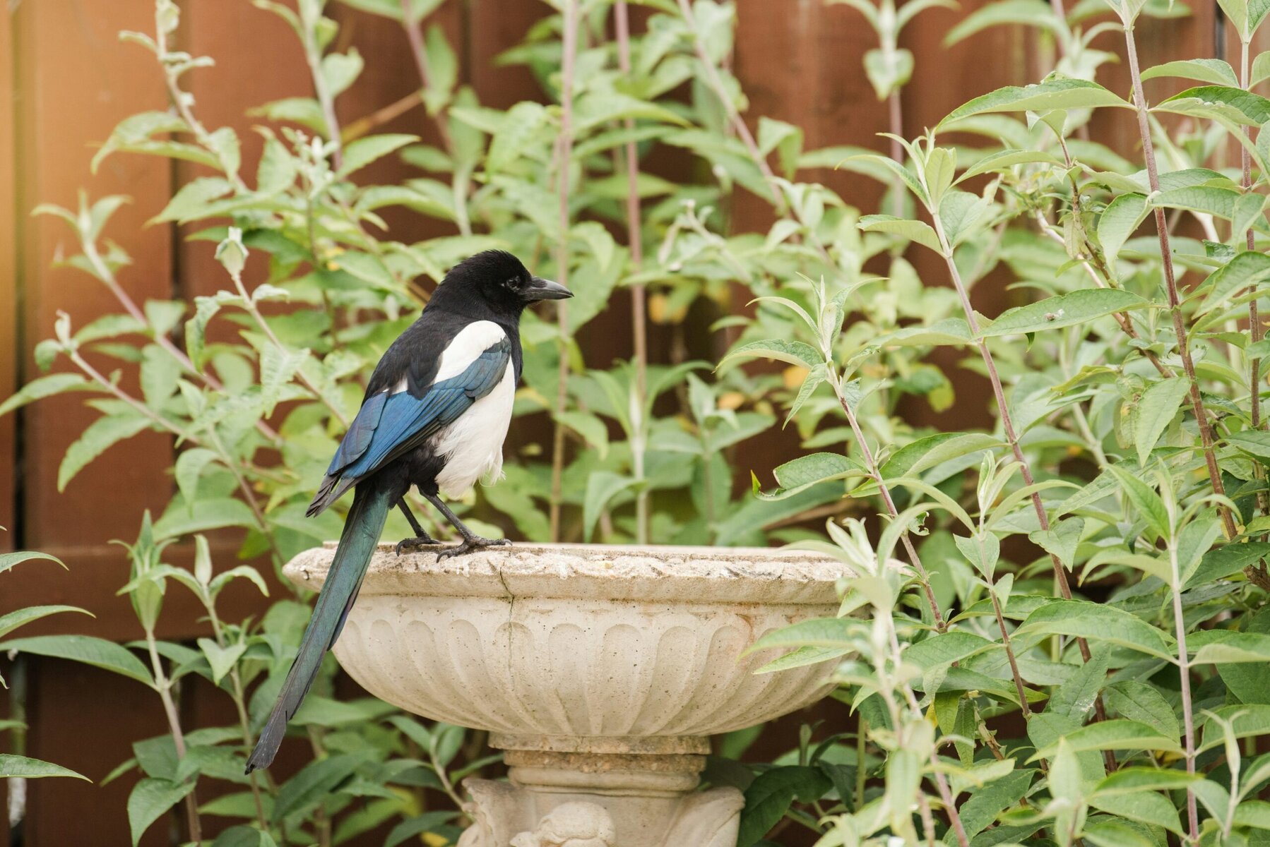 Black and blue bird perched on top of a planter in a garden