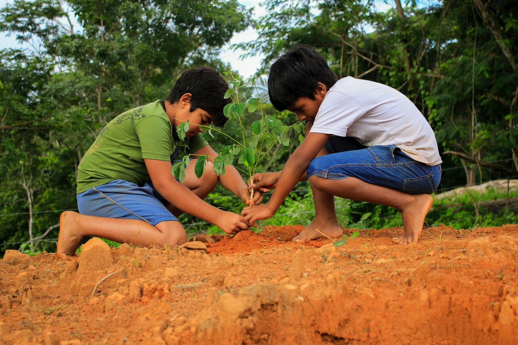 Two young boys planting a tree together in soil outdoors